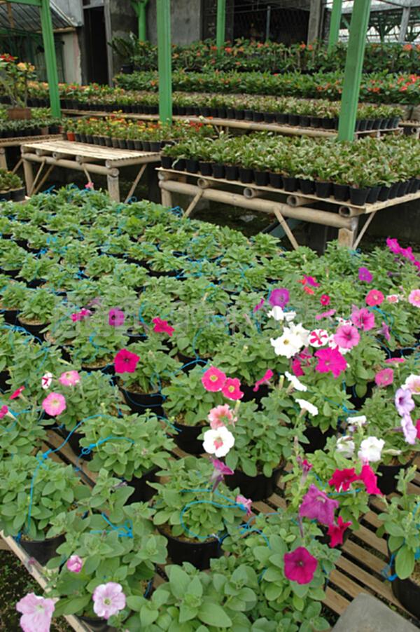 花卉與蔬菜種植園 生態農業的雙重魅力