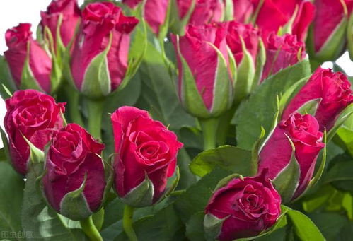 全民擺攤時代 蔬菜種植與七種熱銷商品解析