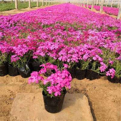 芝櫻花觀賞與種植基地全攻略 行情、價格與蔬菜種植結合之道