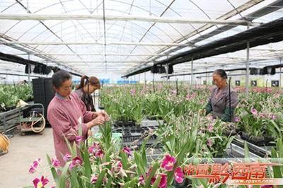 山野靈草遍地生金 —— 黔西南州中藥材產業發展紀實