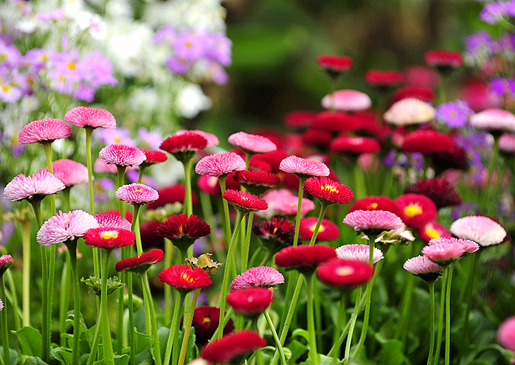 小雛菊的栽培指南 從播種到綻放的陽臺盆栽與庭院種植